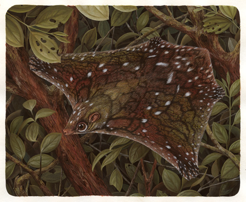 colugo