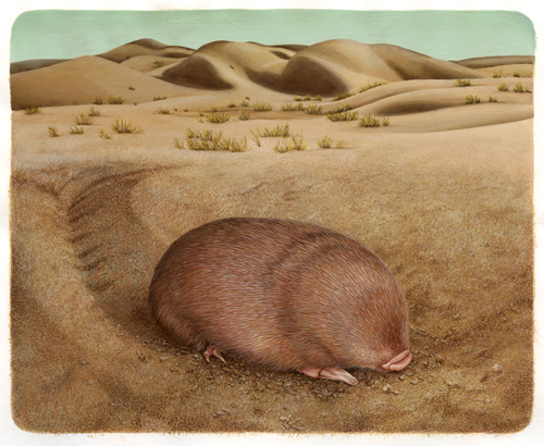 golden mole