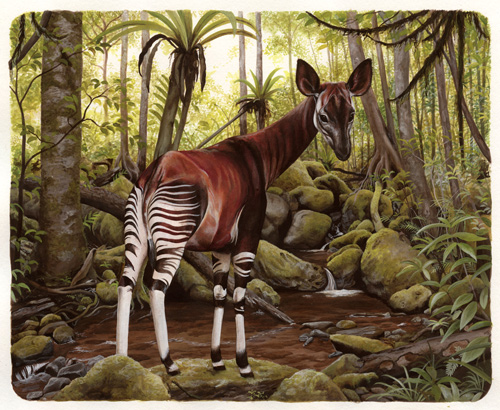 okapi illustration rae mariz stranger than imagination 